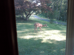 kim_082013am_yearling_deer-resized-600