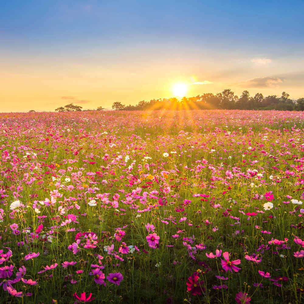 https://www.marketingmessages.com/wp-content/uploads/2019/12/vintage_bloom_1000x1000.jpg