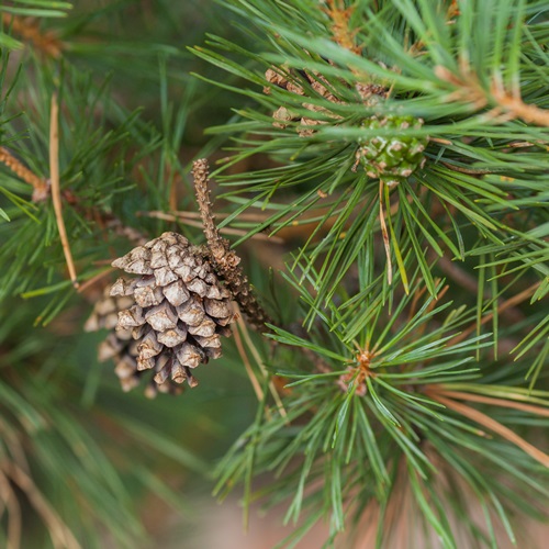 https://www.marketingmessages.com/wp-content/uploads/pine-tree-cone_500x500.jpg